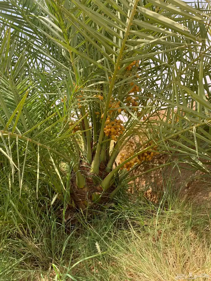 صقعي برني مجدول عجوة 5