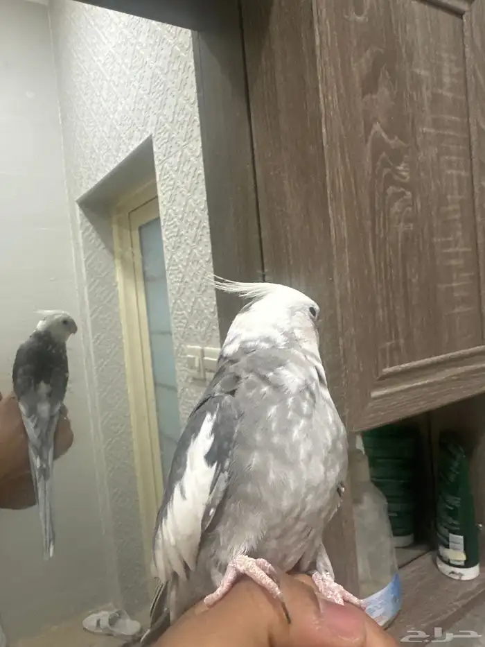 طير كروان ابيض اقبل بدل درة هندي فرخ 2