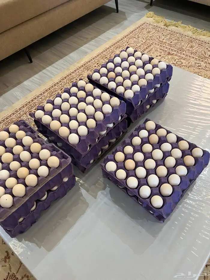 بيض دجاج بلدي على مرعى 1