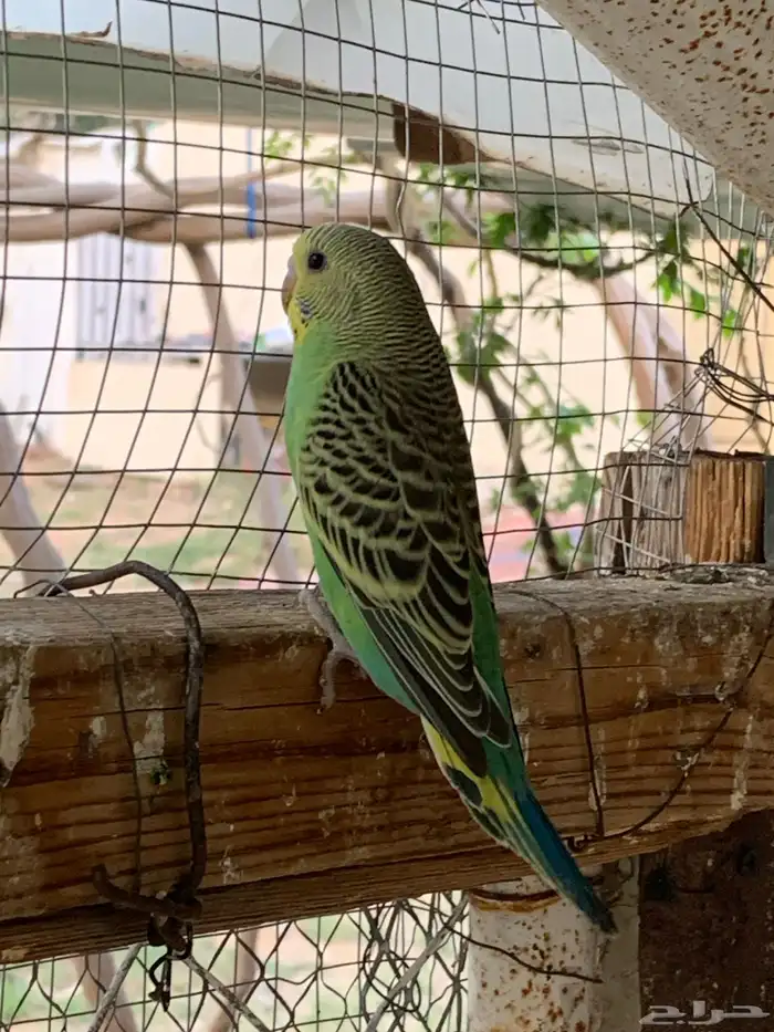 طيور الحب باجي 4
