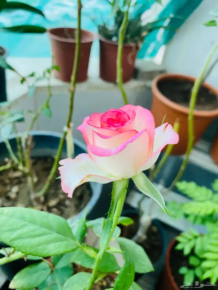 شتلات ورد جوري هولندي 3