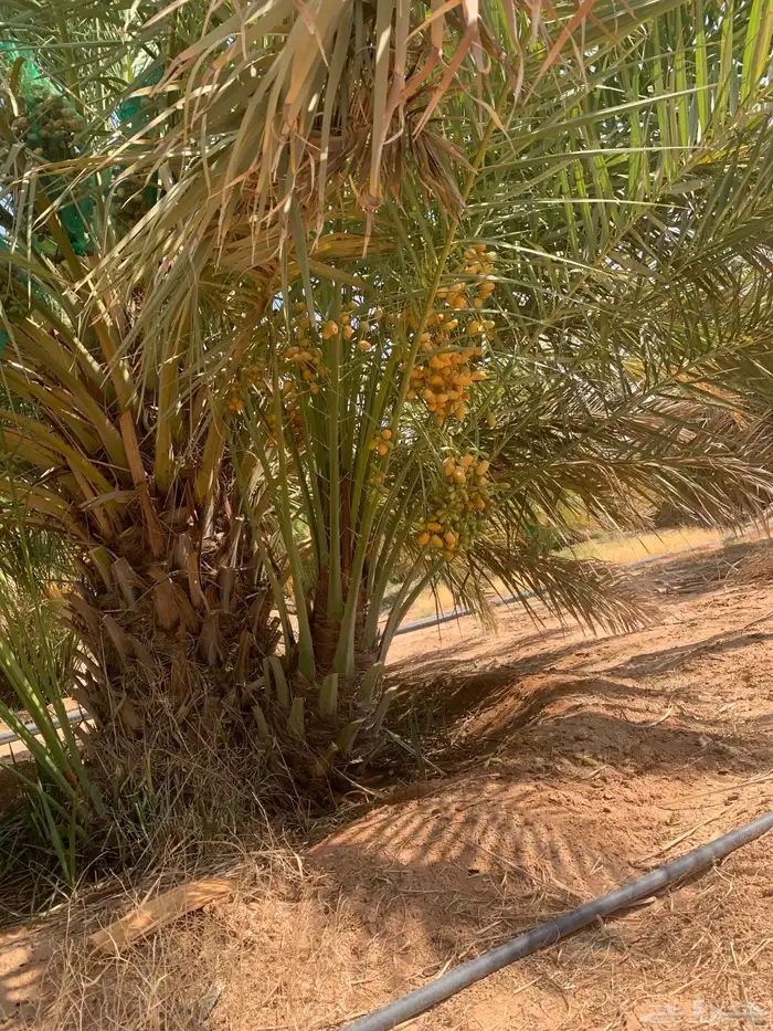 صقعي برني مجدول عجوة 1