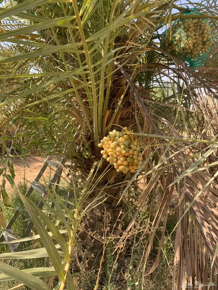 صقعي برني مجدول عجوة 2