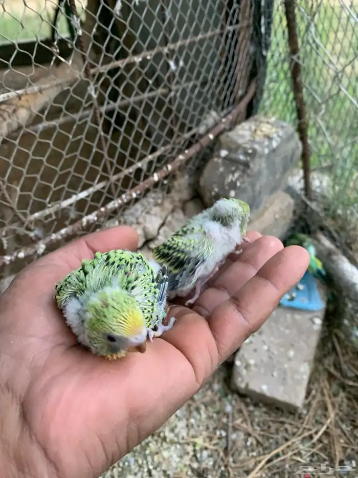 طيور الحب باجي 5