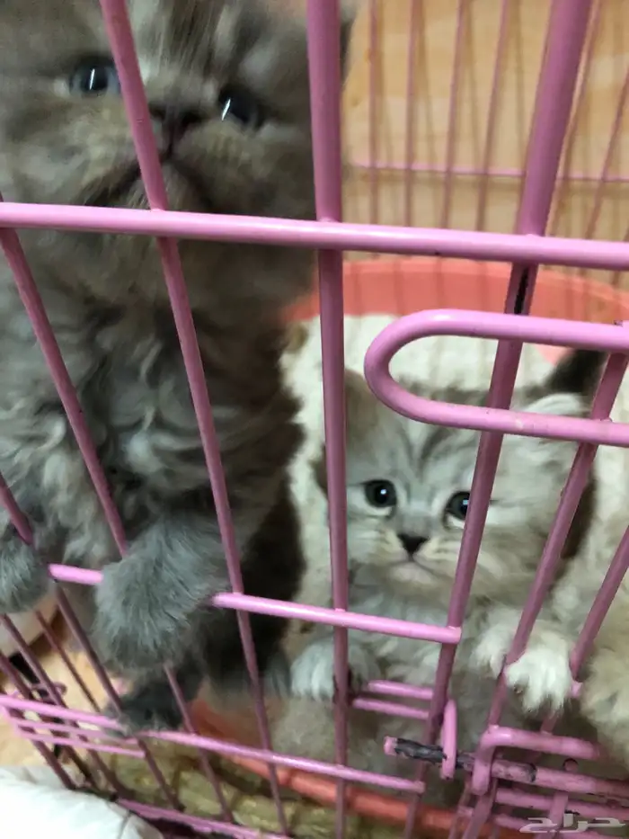 قطط للبيع 15