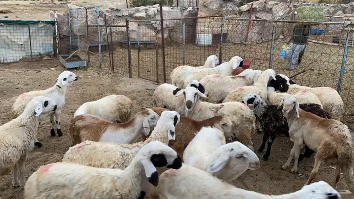 سواكن تربيه اكثر من 4 شهور 2