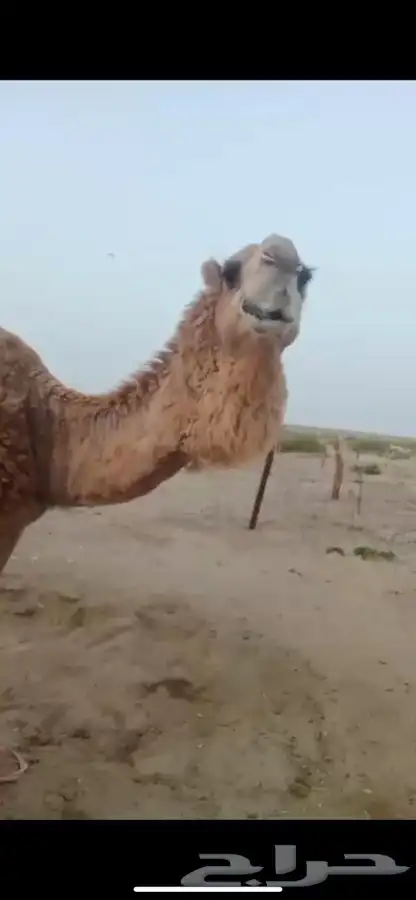 بعير تمامي واقبل البدل 3