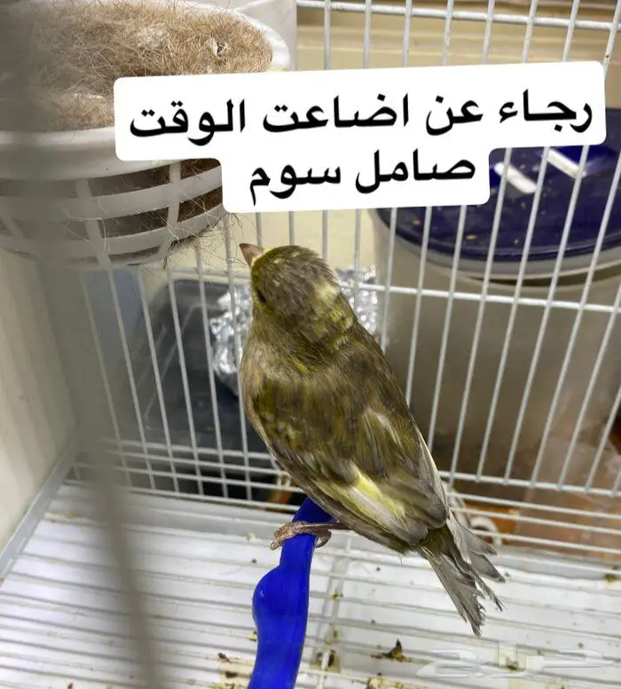 القطيف 0