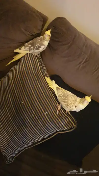 كروان 0