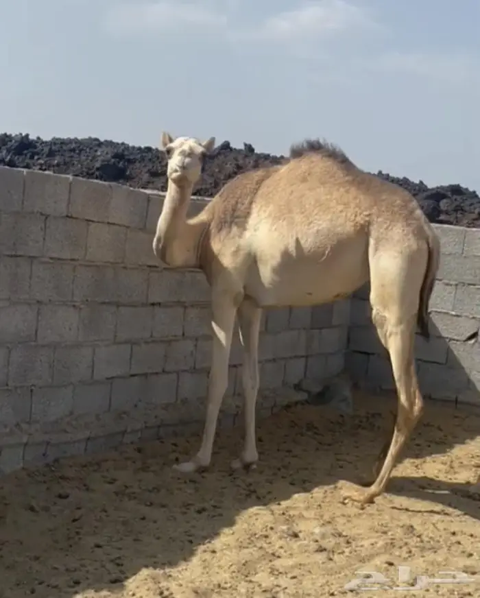 للبيع بكره حقه سمين جزر 0