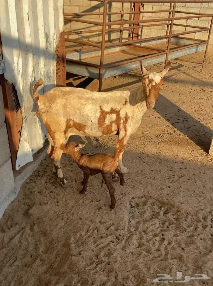 عنز عمانية صلاليه متاومه 0