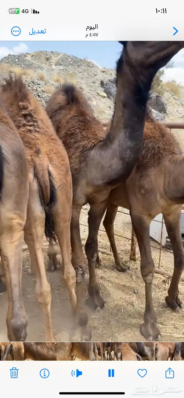 5. قعدان نواهي مبادي وزوجات 0