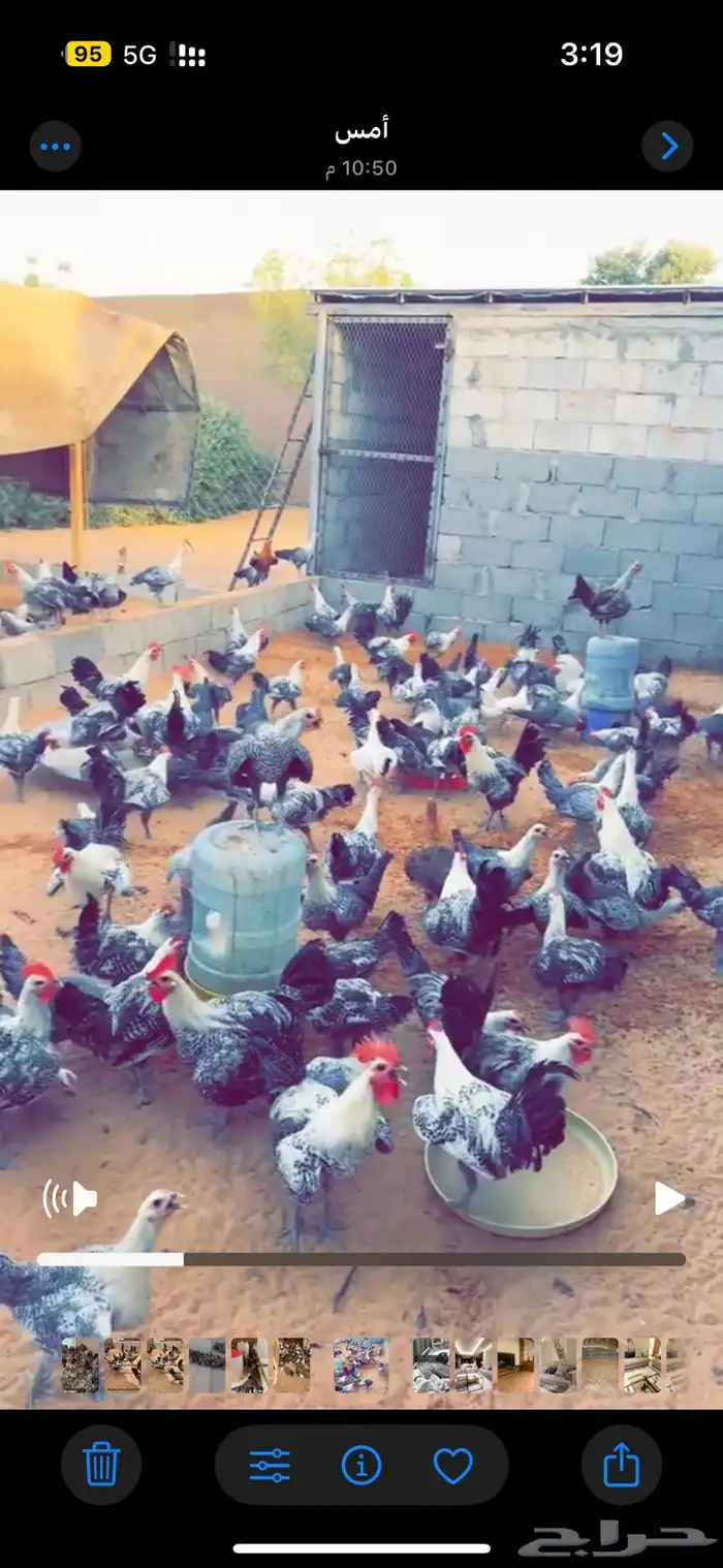 دجاج فيومي جميع الأعمار 1