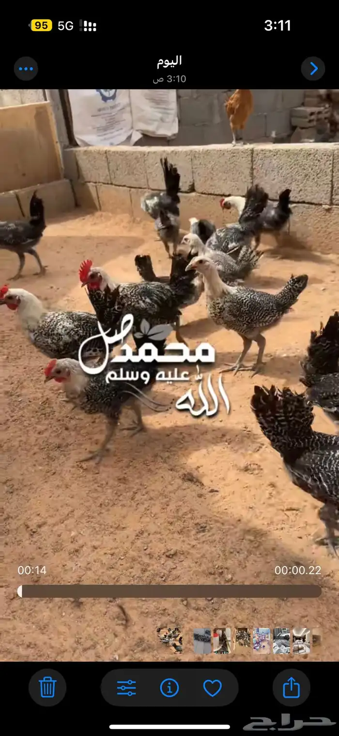 دجاج فيومي جميع الأعمار 2