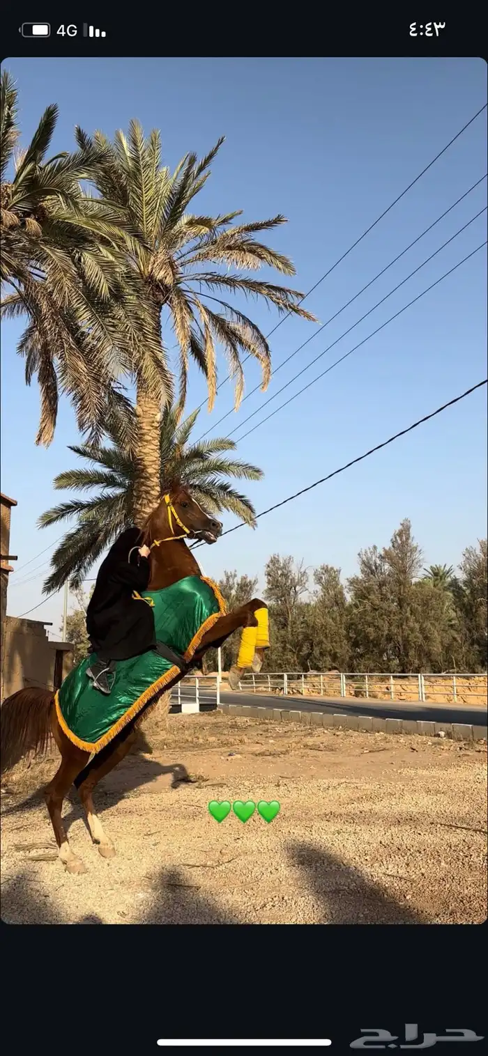 مربط  العاديات 2