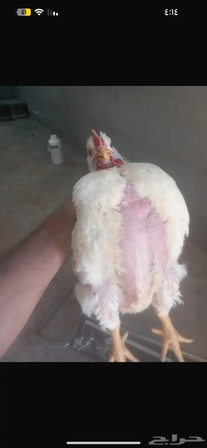 دجاج لاحم 0