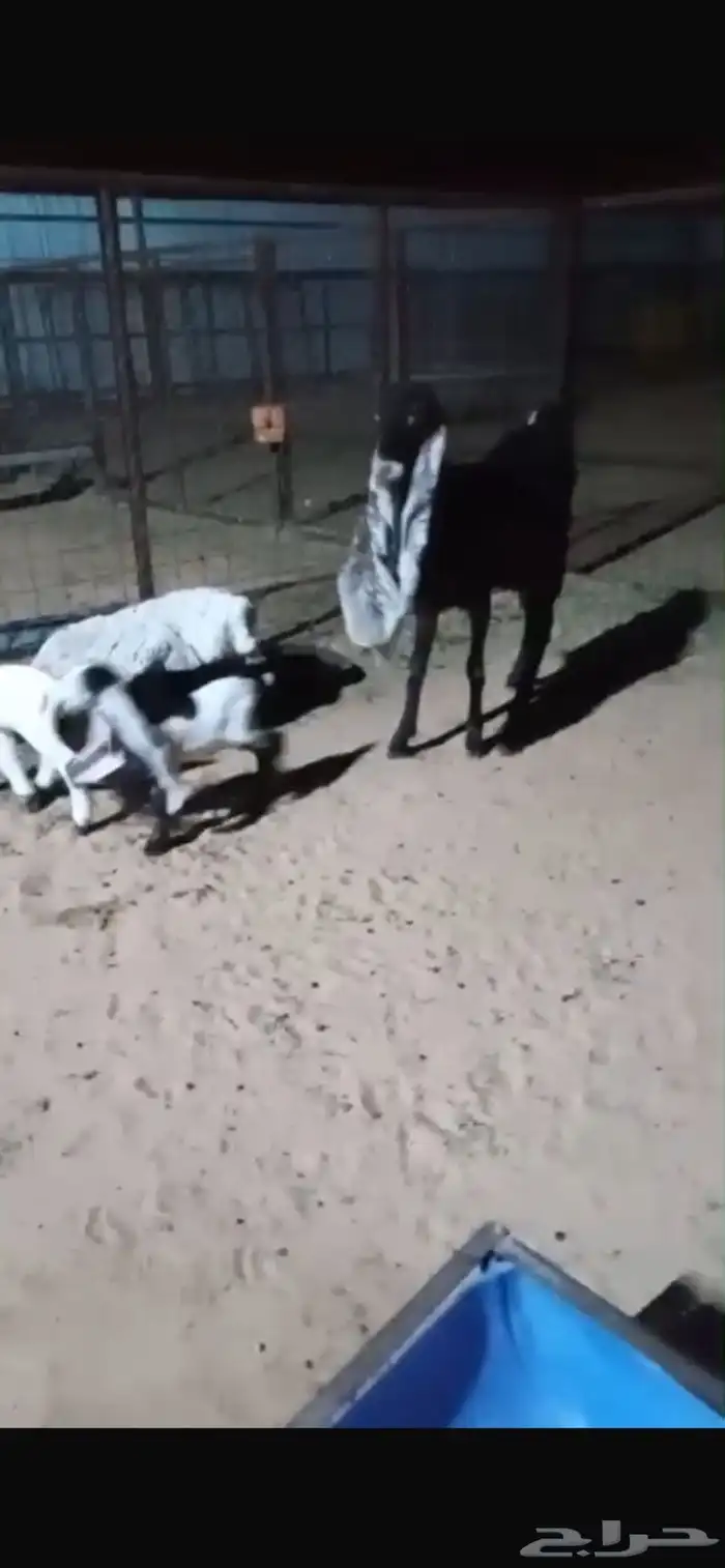 عنز والدمعها جفرة وتيس ثنيية حجازية 1