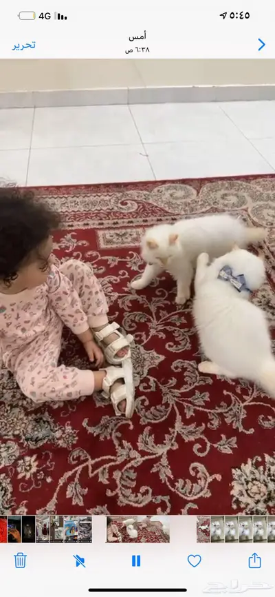 قطتين تهجين صغار شيرازي تهجين هملايا 2