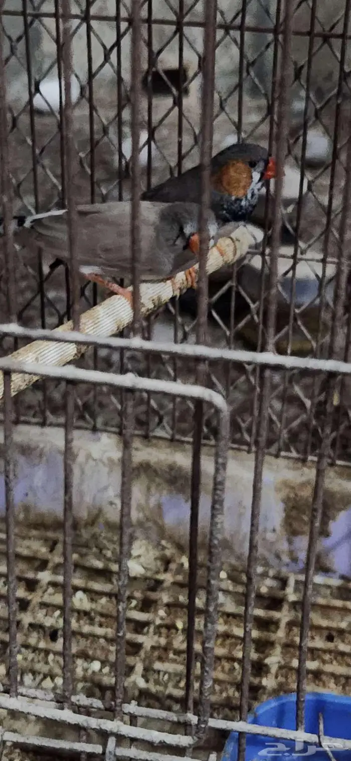 جوزين زيبرا جامبو منتج 2