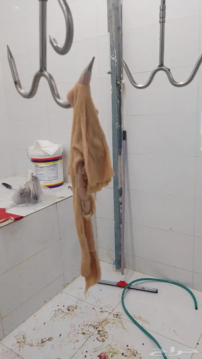 ذبايح يوجد ذبح وتوصيل 6