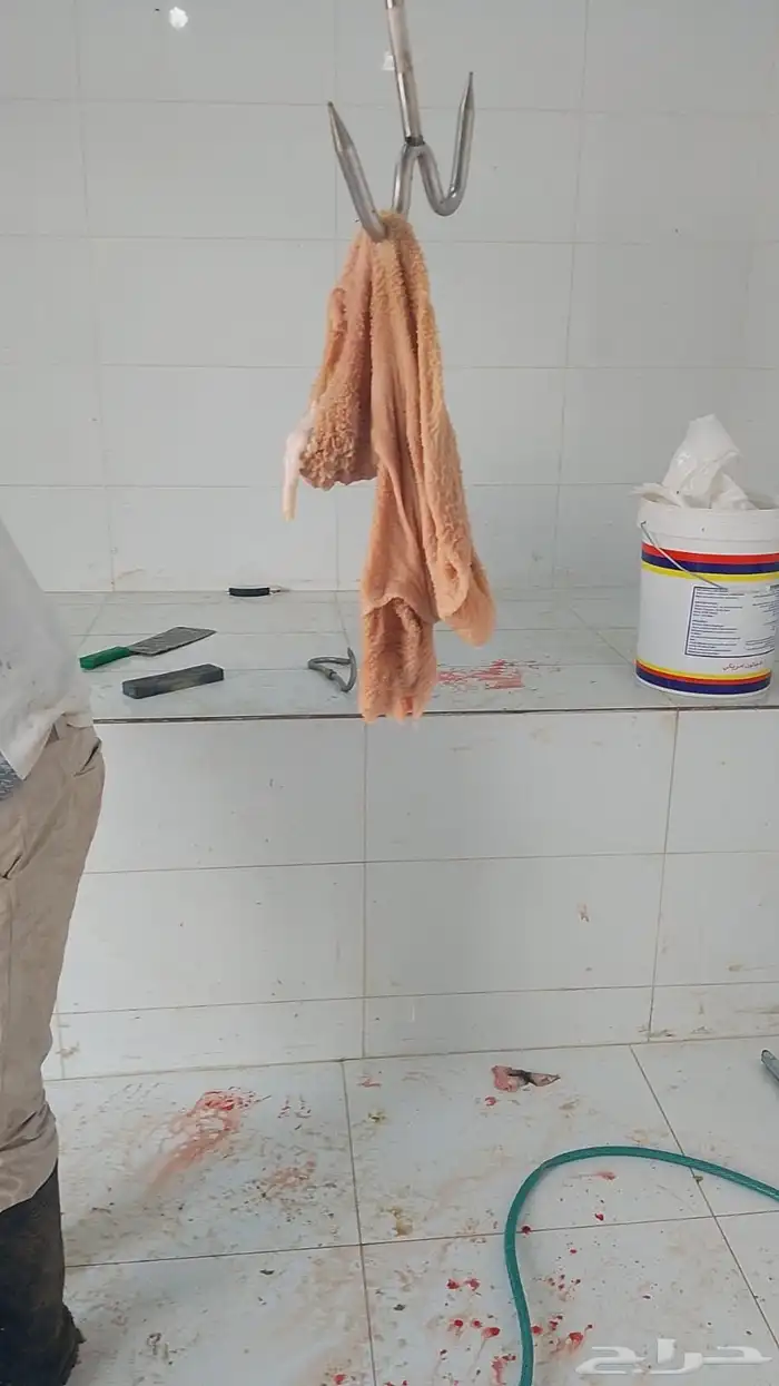 ذبايح يوجد ذبح وتوصيل 4