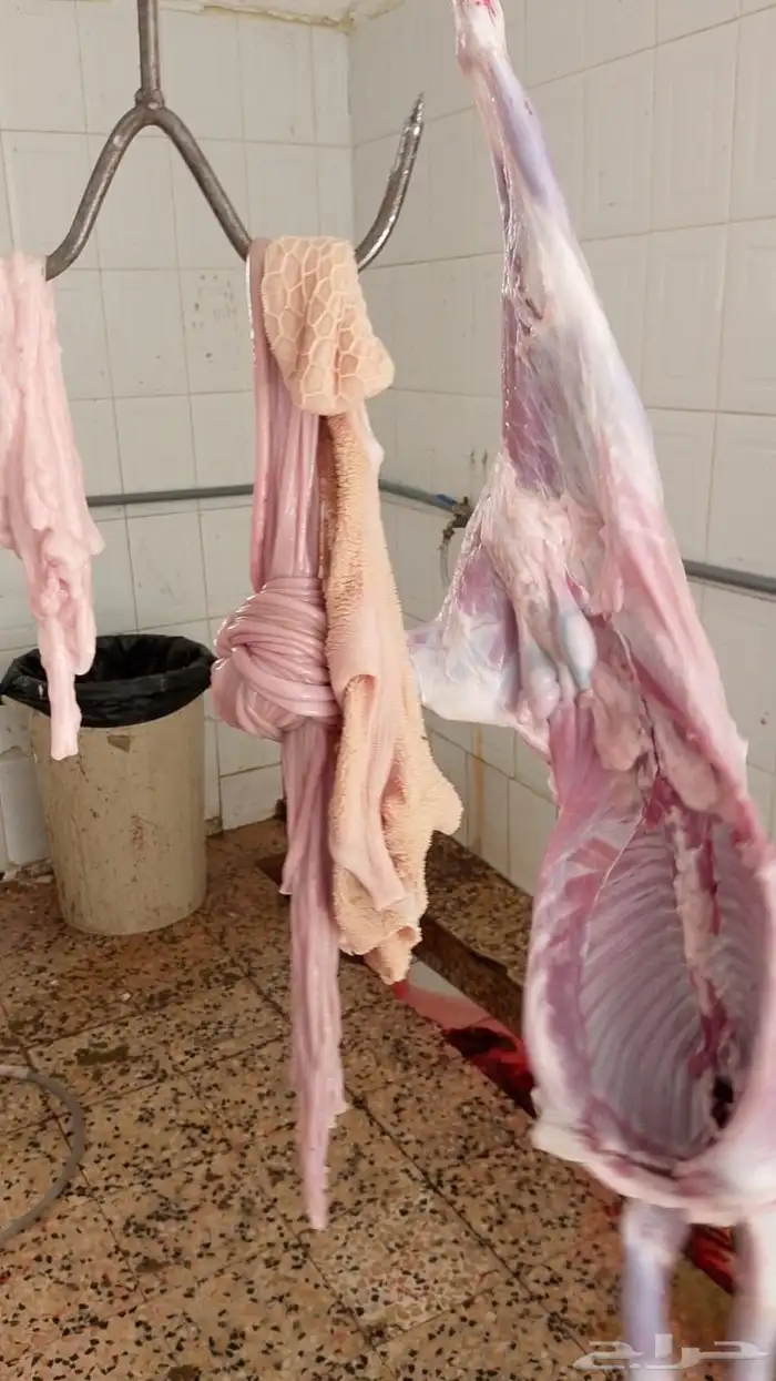 ذبايح يوجد ذبح وتوصيل 7