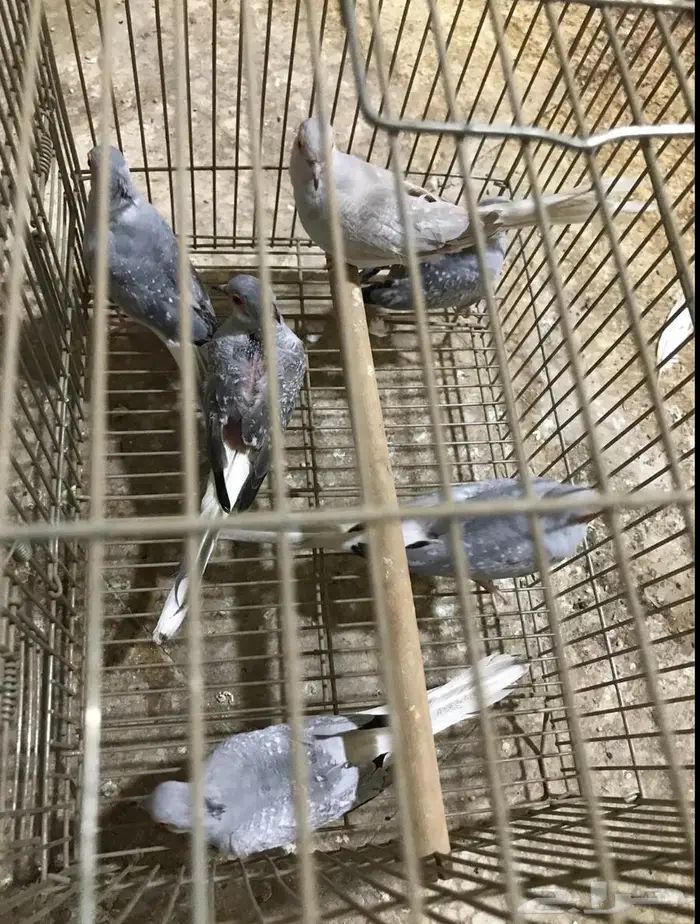 حمام ماسي منتج 0