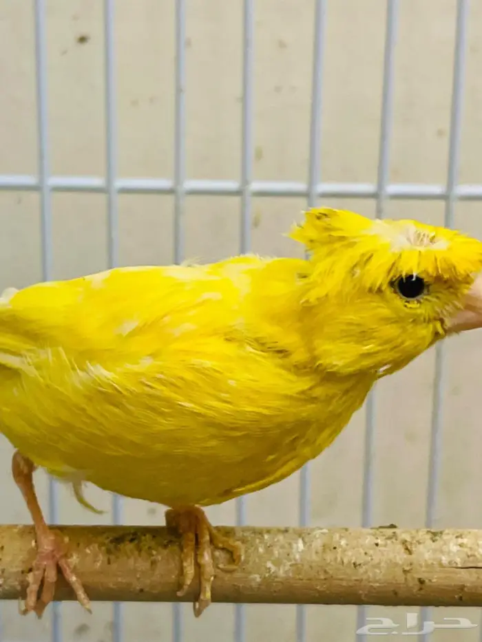 جوز كناري معه الانتاج 1