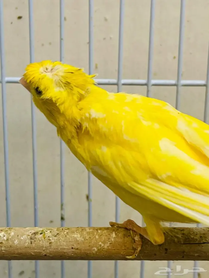 جوز كناري معه الانتاج 2