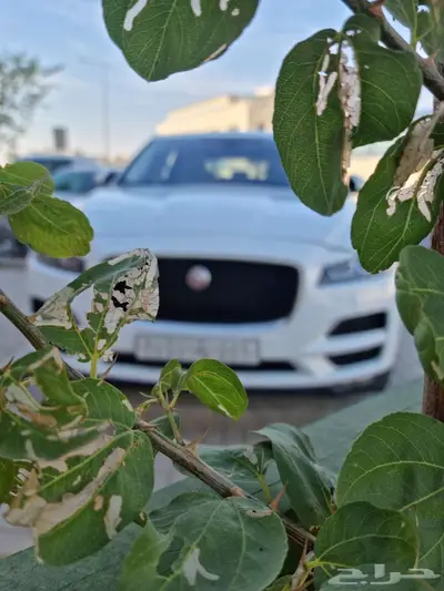 جاكور Fpace مواصفات S وارد الناغي 2017 للمستخدم وكاله نظيف 4
