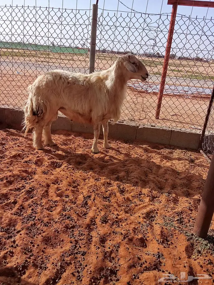 عرضين للبيع فحل حري وعنز جنوبيه 3