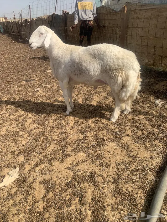 طلي حري ثني 1