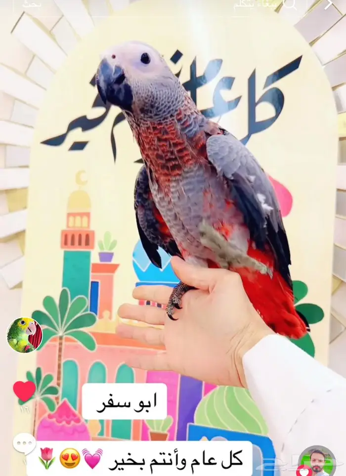 فرخ كاسكو احمر من النوادر تبارك الرحمن تم الييع 1