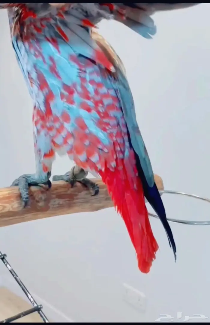 فرخ كاسكو احمر من النوادر تبارك الرحمن تم الييع 2