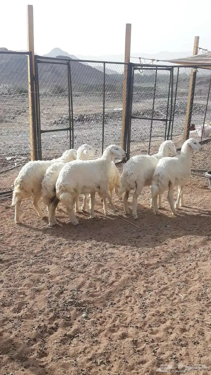 بهم حريات (حبص) تضحي تم البيع 3