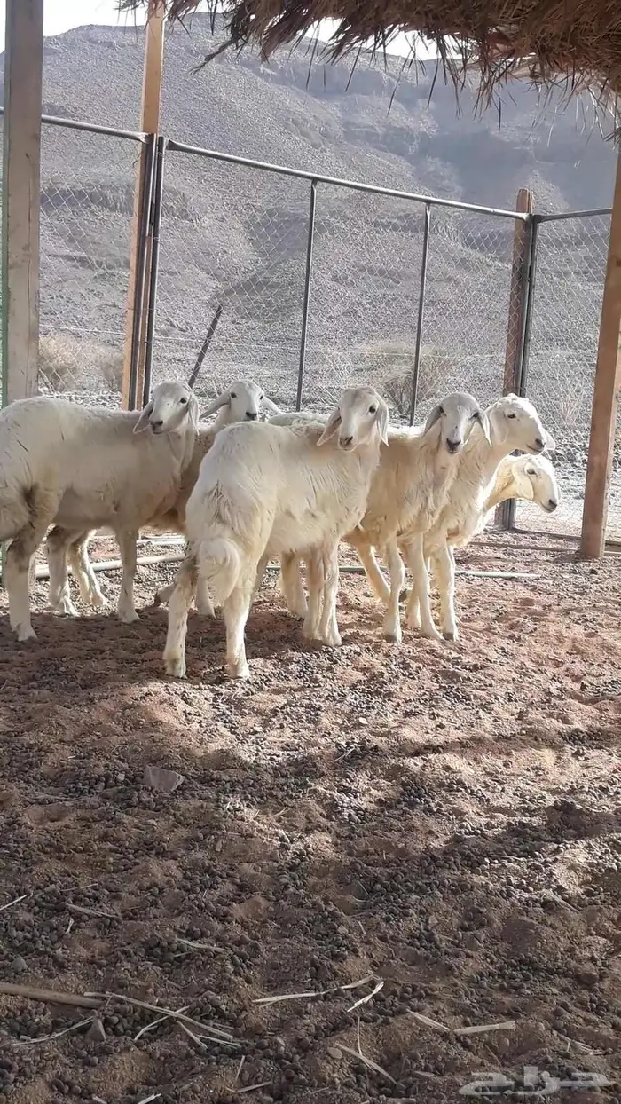 بهم حريات (حبص) تضحي تم البيع 1