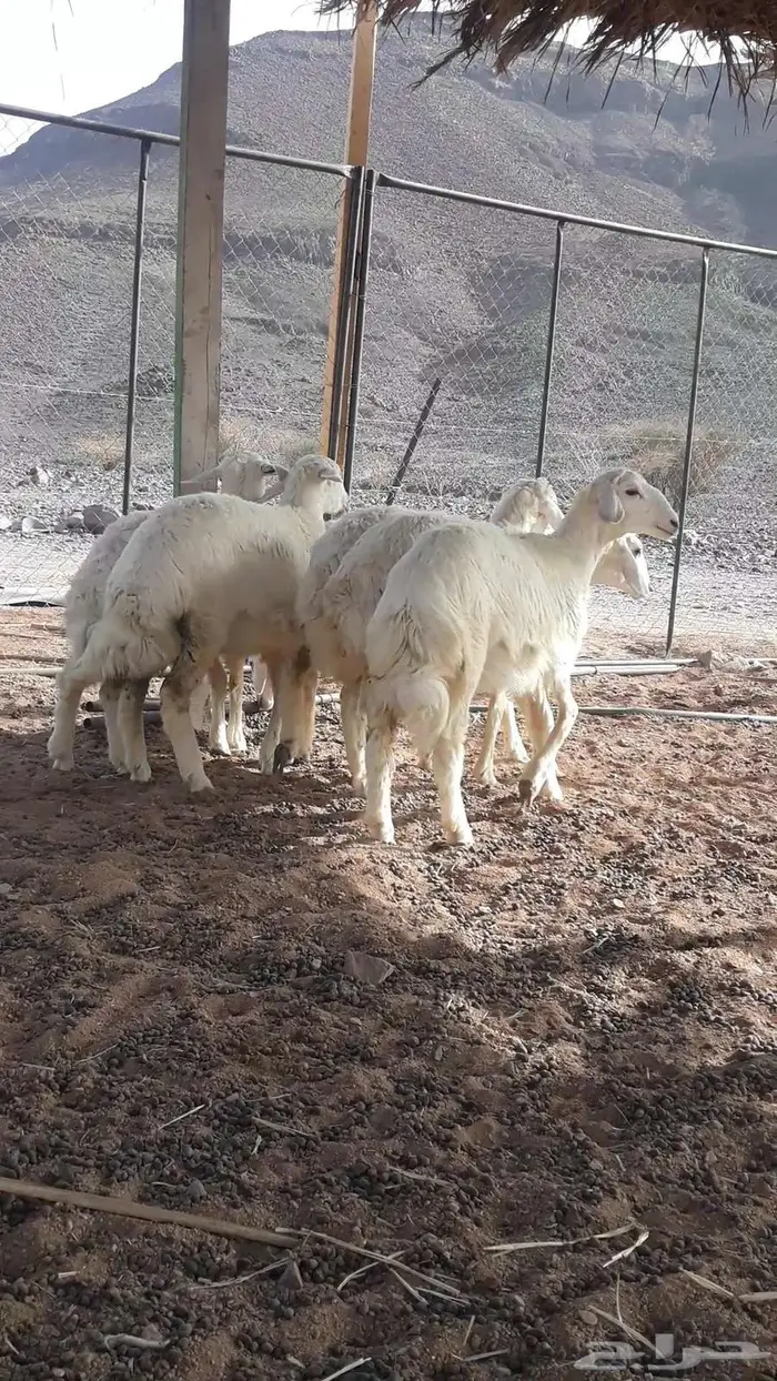 بهم حريات (حبص) تضحي تم البيع 0