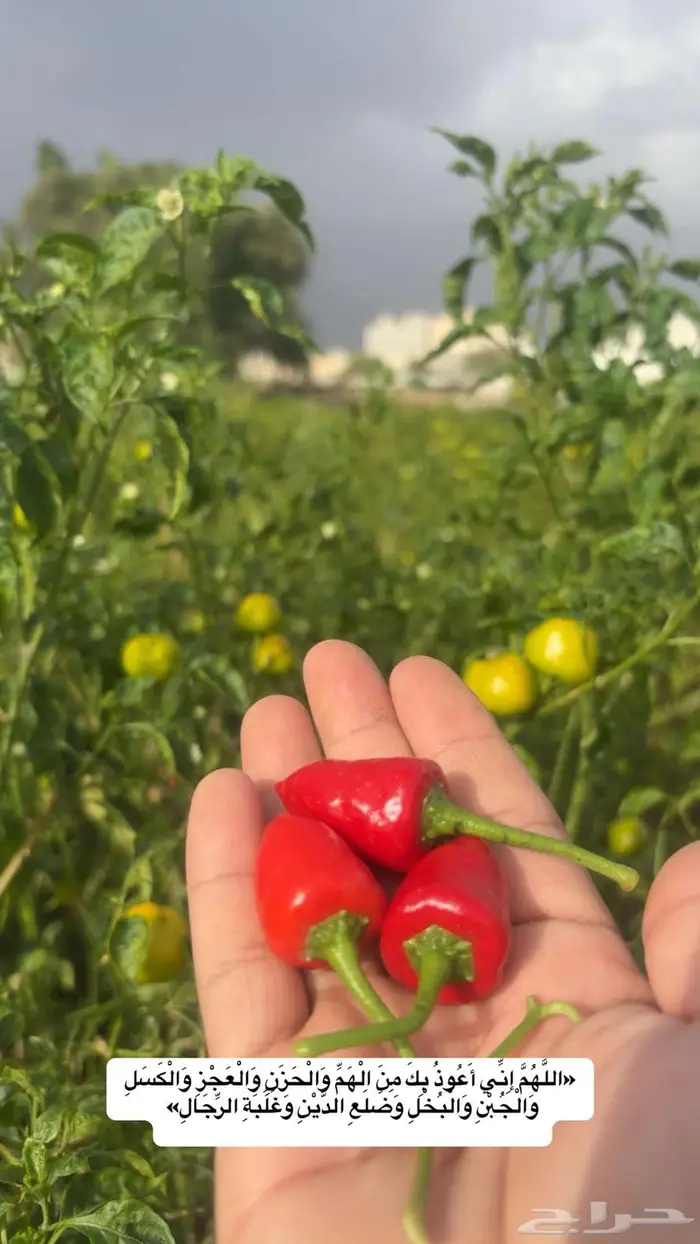 مطلوب مزرعه 1