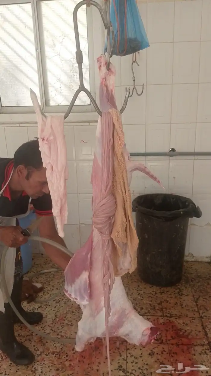 ذبايح يوجد ذبح وتوصيل 2