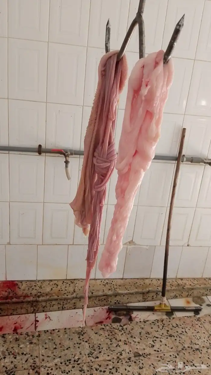 ذبايح يوجد ذبح وتوصيل 3