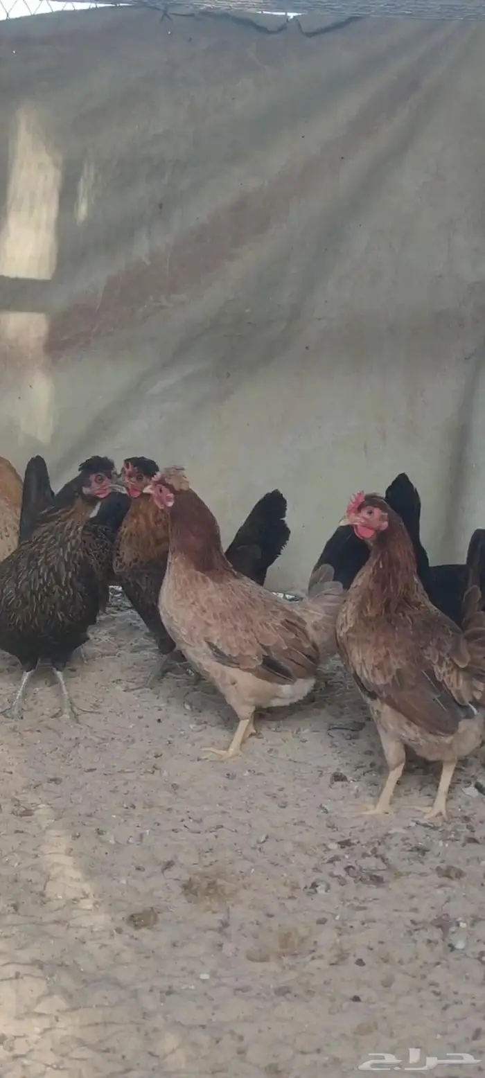للبيع دجاج عربي ترثع 0