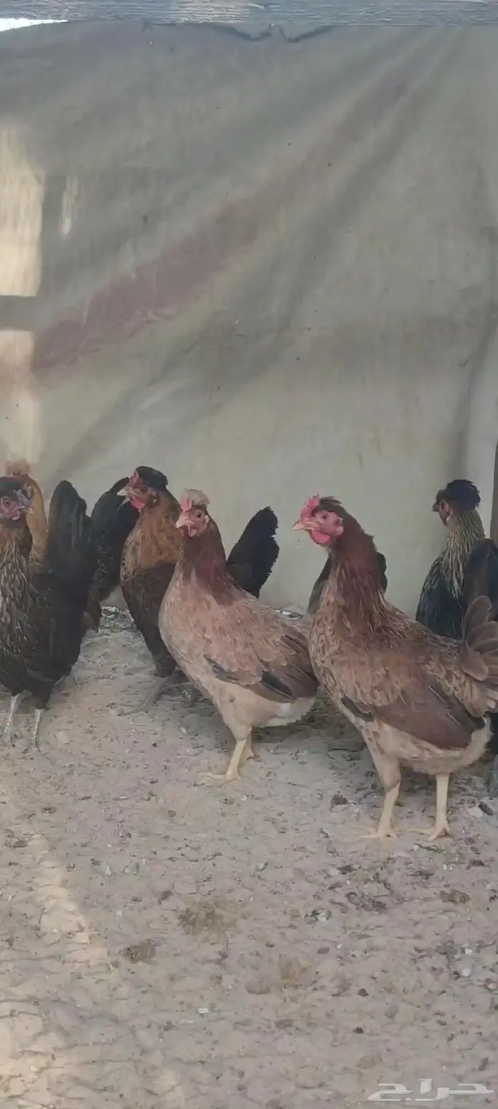 للبيع دجاج عربي ترثع 1