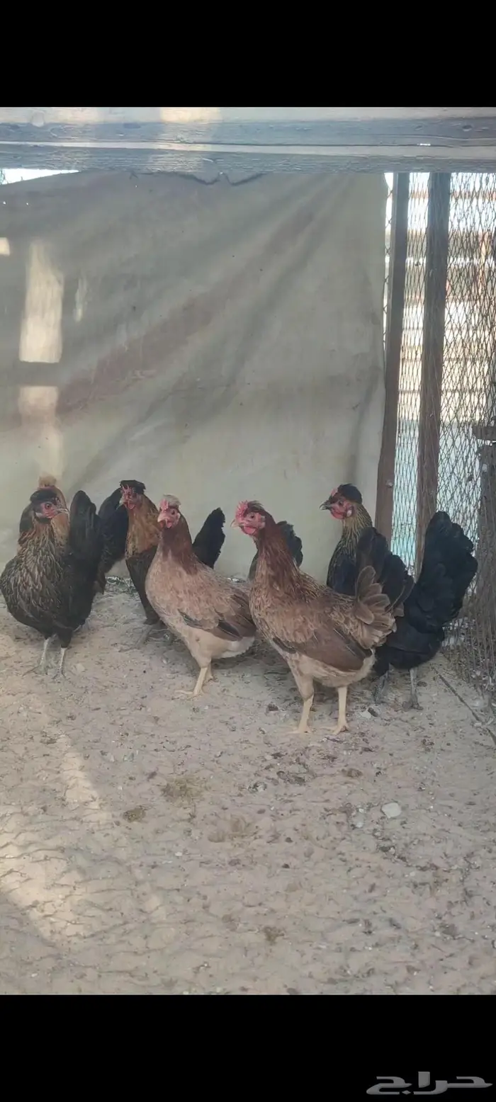 للبيع دجاج عربي ترثع 4
