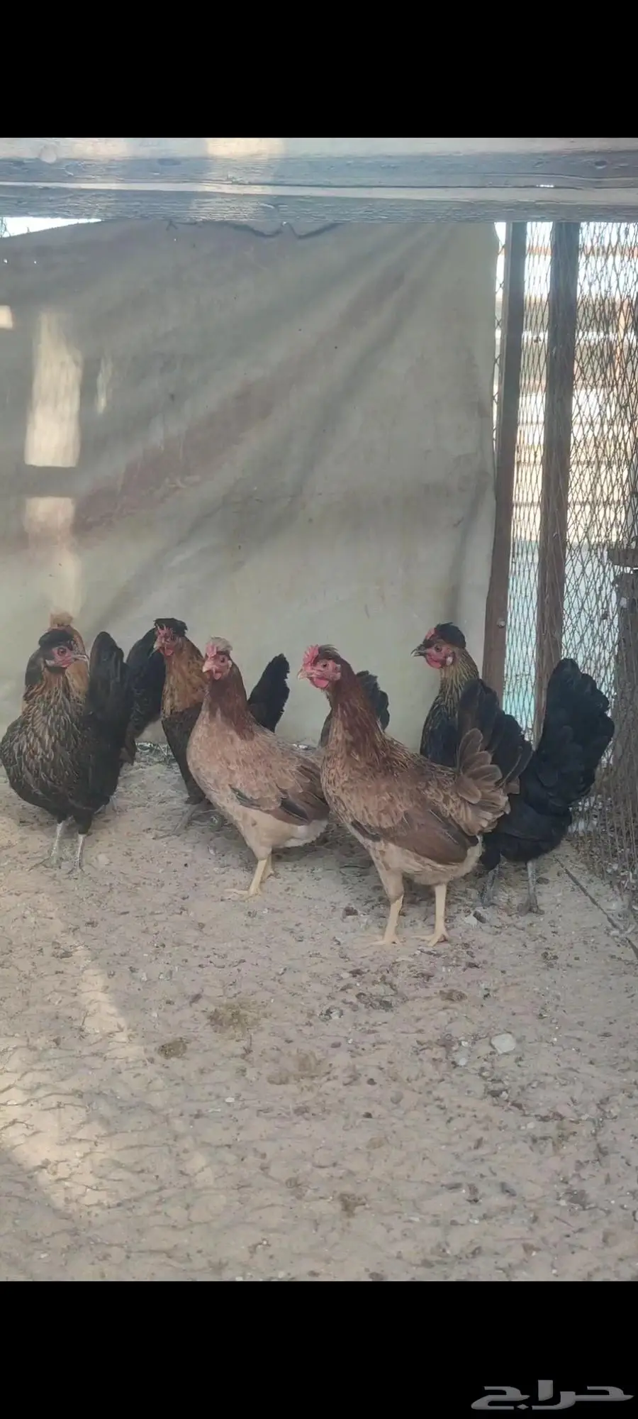 للبيع دجاج عربي ترثع 4