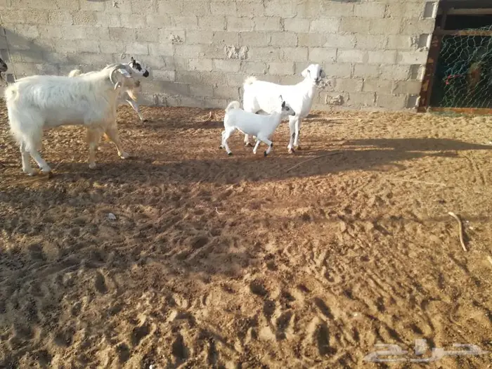 جفره مليانه 1