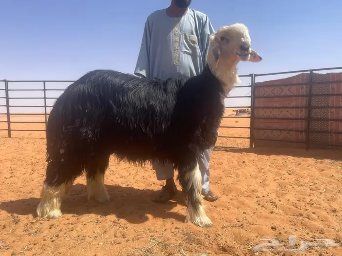 طلي نجدي (((مشروع فحل))) 2