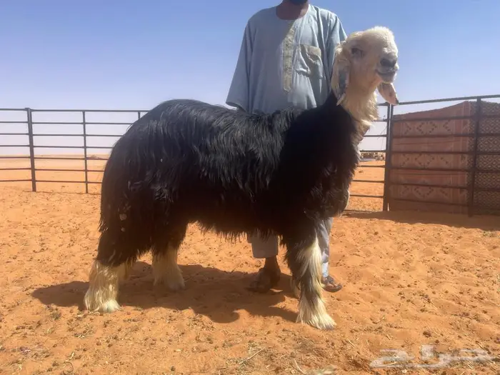 طلي نجدي (((مشروع فحل))) 0