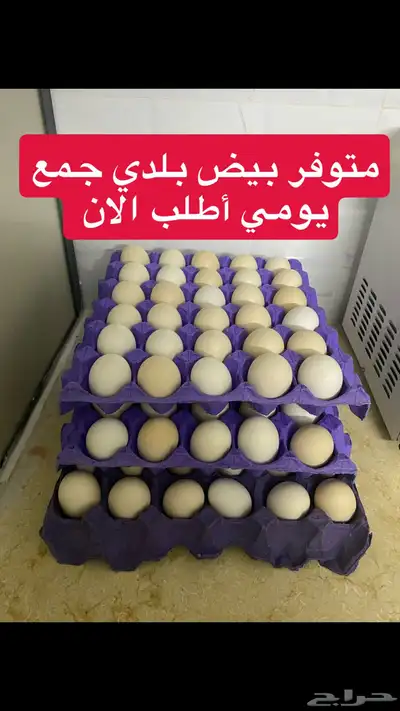 بيض مخصب دجاج الوان طيبه متوفر طباق الان 0