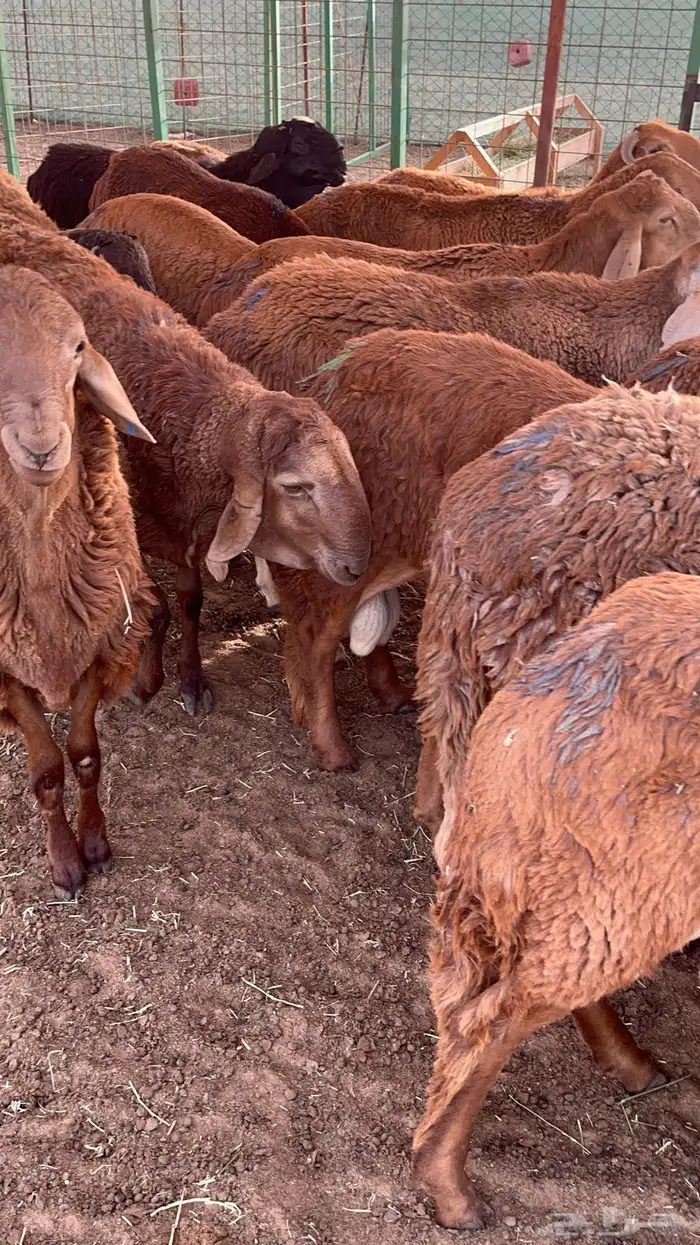 يا أهل المناسبات سواكني جبره بالحيل و مرباه 7