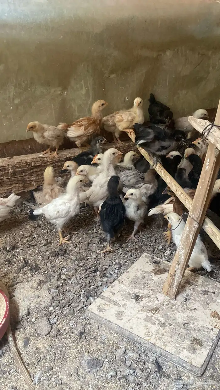صوص لوهمان الامهات بيور والاباء مهجنه لوهمان مع بلدي واسود 5